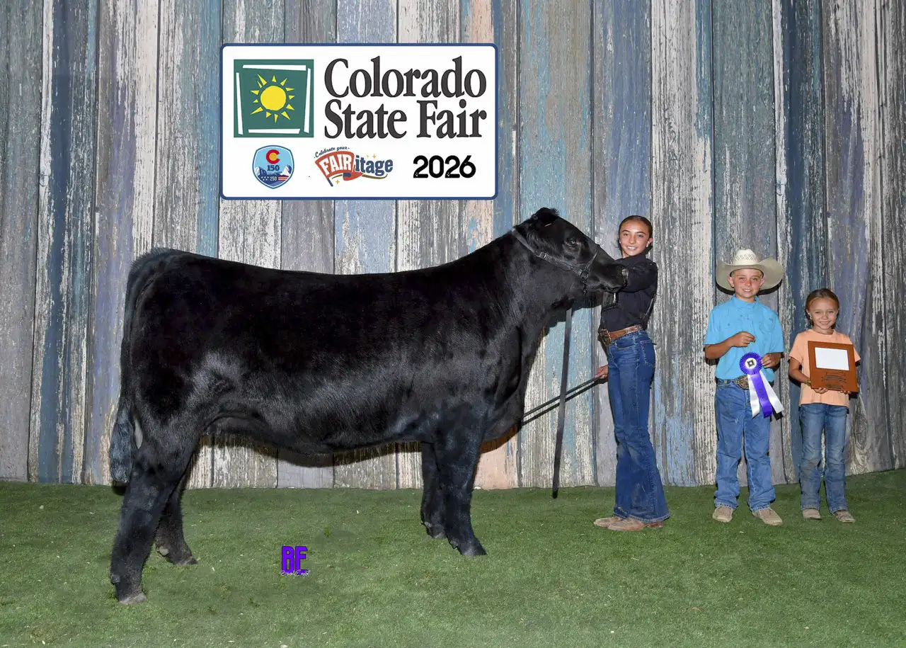 Adley Blach with her Simmental champion female at the 2026 Colorado State Fair